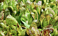 Lettuce Seeds - Forellenschluss Romaine - Alliance of Native Seedkeepers - Lettuce