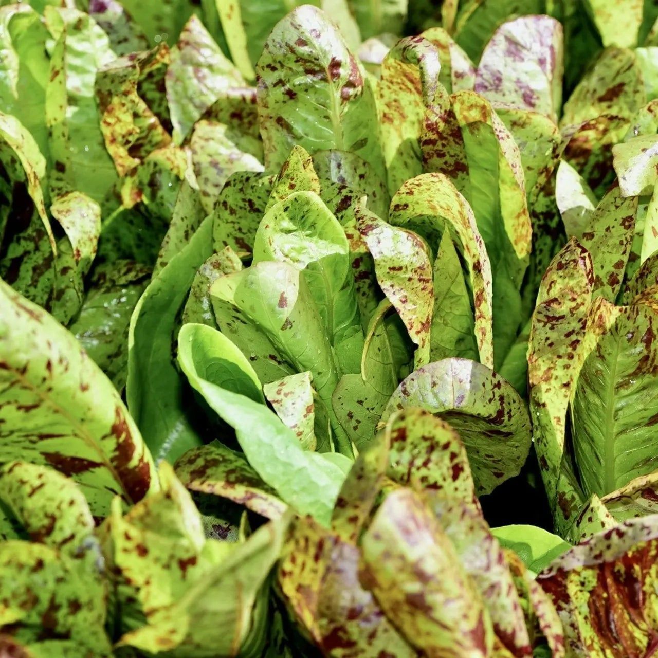 Lettuce Seeds - Forellenschluss Romaine - Alliance of Native Seedkeepers - Vegetable Seeds