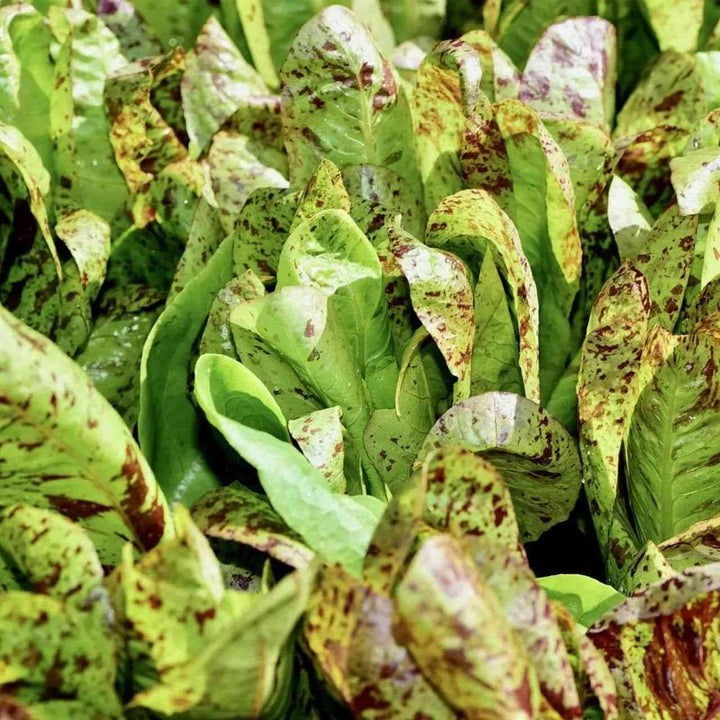 Forellenschluss Lettuce Seeds