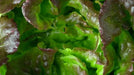 Lettuce Seeds - Grandpa Admire's - Alliance of Native Seedkeepers - 0. New Items 2022