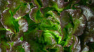 Lettuce Seeds - Grandpa Admire's - Alliance of Native Seedkeepers - 0. New Items 2022