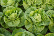 Lettuce Seeds - Little Gem - Alliance of Native Seedkeepers - Lettuce