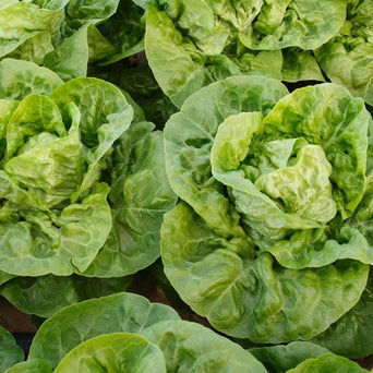 Lettuce Seeds - Little Gem - Alliance of Native Seedkeepers - Lettuce