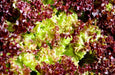 Lettuce Seeds - Lollo Rossa - Alliance of Native Seedkeepers - 0. New Items 2022