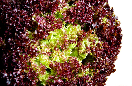 Lettuce Seeds - Lollo Rossa - Alliance of Native Seedkeepers - 0. New Items 2022