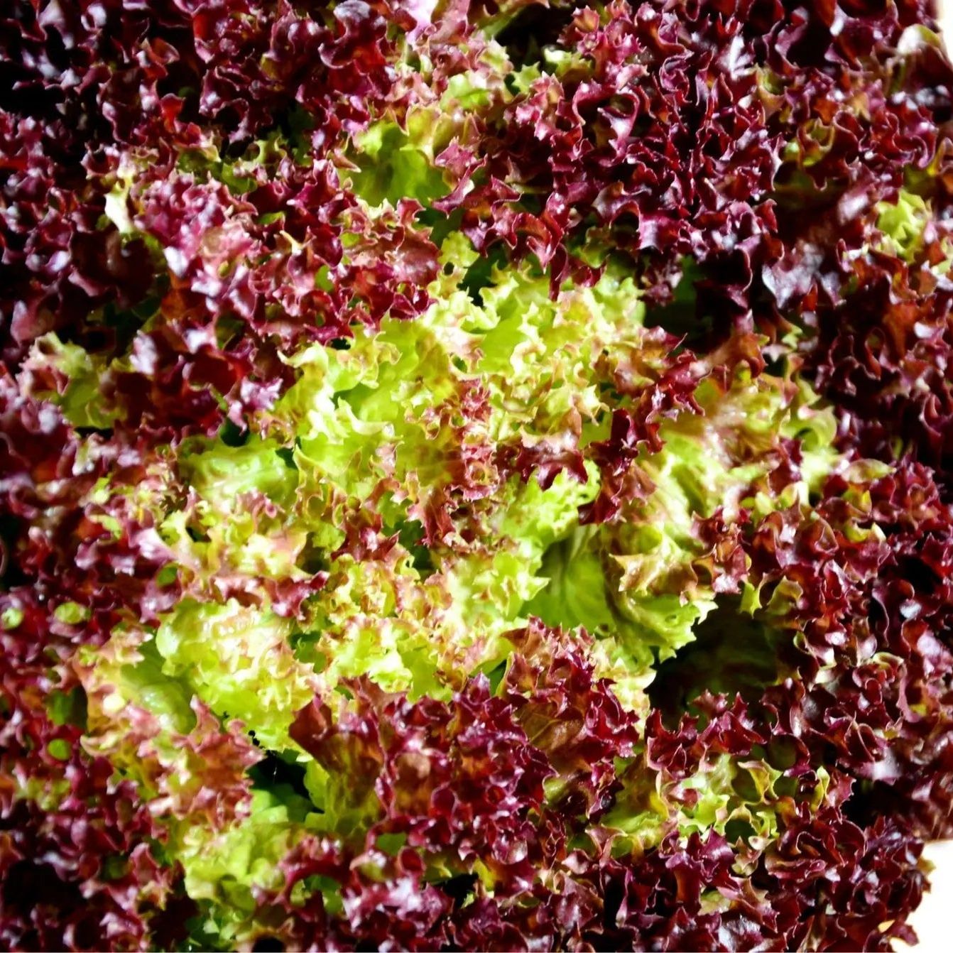 Lettuce Seeds - Lollo Rossa Leaf - Alliance of Native Seedkeepers - Vegetable Seeds