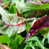 Dark Olive Green Lettuce Seeds - Mesclun Mix Red & Green Lettuce Alliance Of Native Seedkeepers Vegetable Seeds