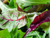 Lettuce Seeds - Mesclun Mix Red & Green - Alliance of Native Seedkeepers - 1. All Vegetables