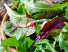 Lettuce Seeds - Mesclun Mix Red & Green - Alliance of Native Seedkeepers - 1. All Vegetables