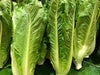 Lettuce Seeds - Parris Island Cos Romaine - Alliance of Native Seedkeepers - 1. All Vegetables