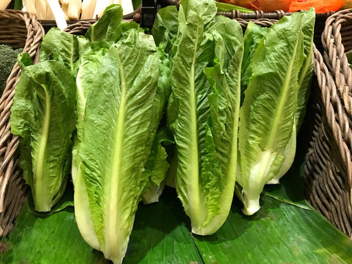 Lettuce Seeds - Parris Island Cos Romaine - Alliance of Native Seedkeepers - 1. All Vegetables
