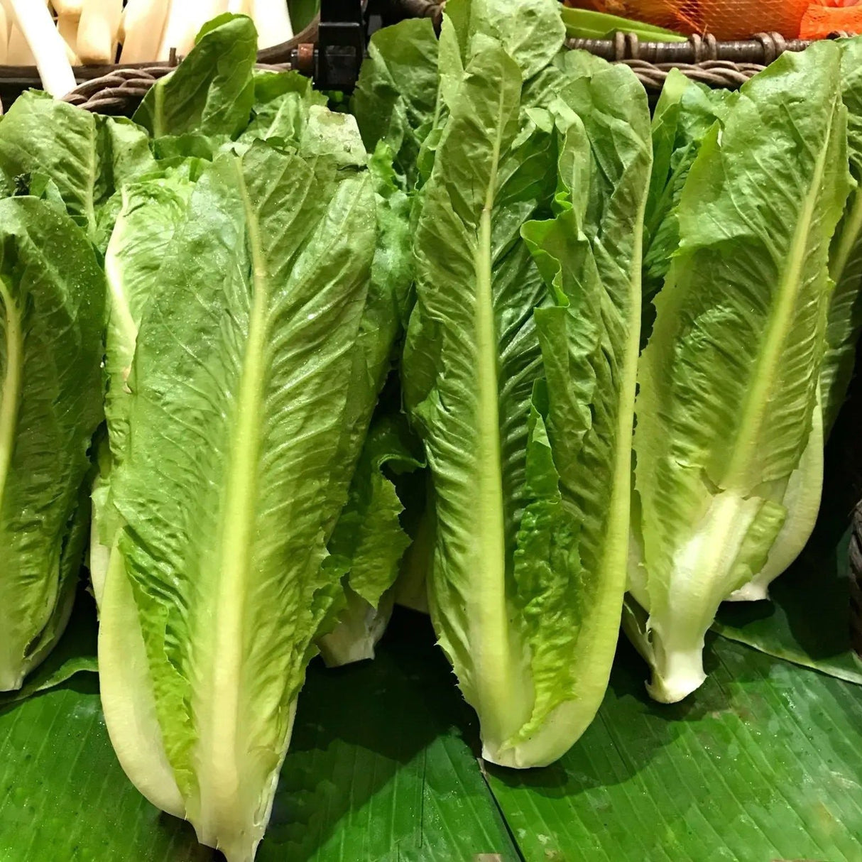 Lettuce Seeds - Parris Island Cos Romaine Lettuce - Alliance of Native Seedkeepers - Vegetable Seeds