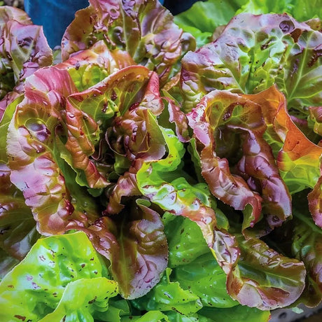 Lettuce Seeds - Prizehead Leaf - Alliance of Native Seedkeepers - Vegetable Seeds