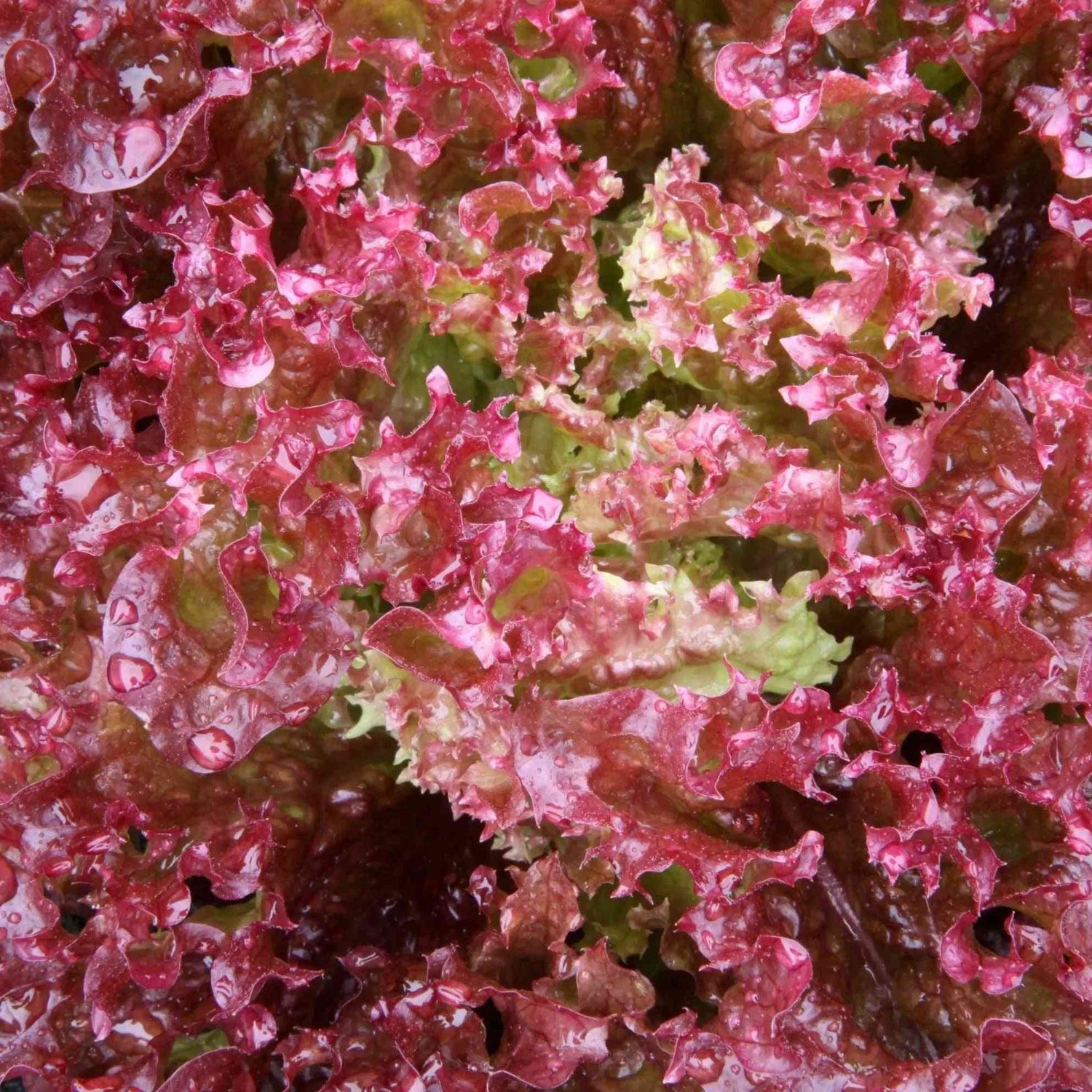 Sienna Lettuce Seeds - Red Salad Bowl Lettuce Alliance Of Native Seedkeepers Vegetable Seeds