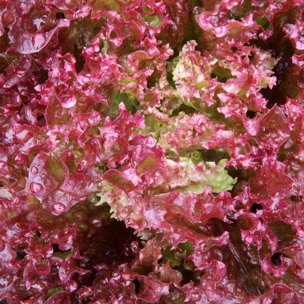 Sienna Lettuce Seeds - Red Salad Bowl Lettuce Alliance Of Native Seedkeepers Vegetable Seeds