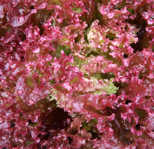 Lettuce Seeds - Red Salad Bowl - Alliance of Native Seedkeepers - 1. All Vegetables