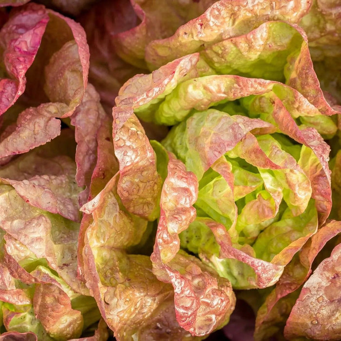 Lettuce Seeds - Ruby Red - Alliance of Native Seedkeepers - Lettuce