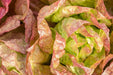 Lettuce Seeds - Ruby Red - Alliance of Native Seedkeepers - Lettuce