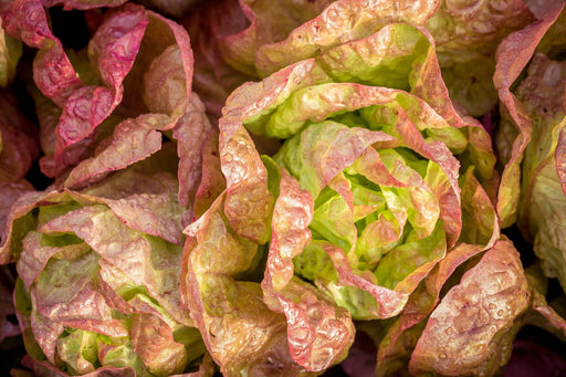 Lettuce Seeds - Ruby Red - Alliance of Native Seedkeepers - Lettuce