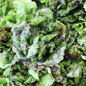 Dark Olive Green Lettuce Seeds - Speckled Alliance Of Native Seedkeepers Vegetable Seeds