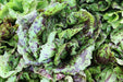 Lettuce Seeds - Speckled - Alliance of Native Seedkeepers - 1. All Vegetables