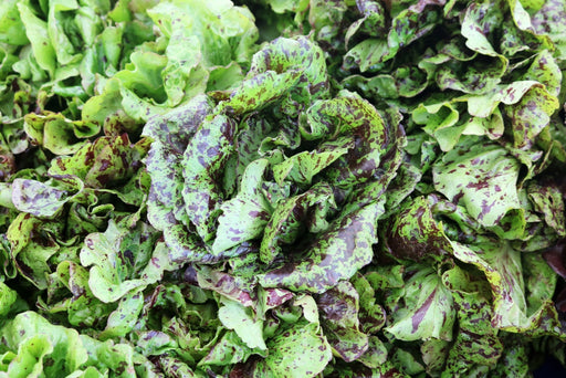 Lettuce Seeds - Speckled - Alliance of Native Seedkeepers - 1. All Vegetables
