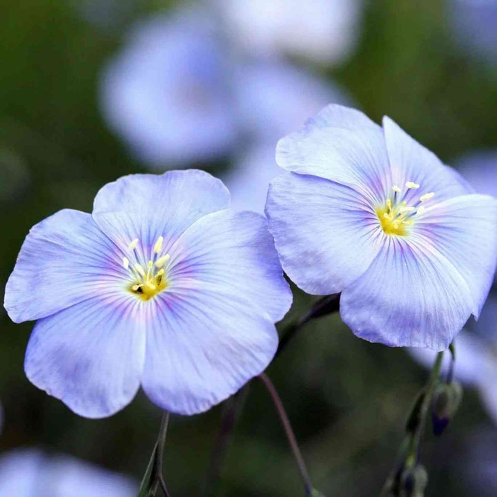 Blue Flax Linum Seeds