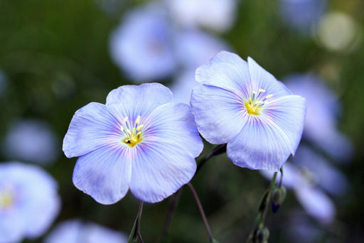 Linum Seeds - Blue Flax - Alliance of Native Seedkeepers - 4. All Herbs