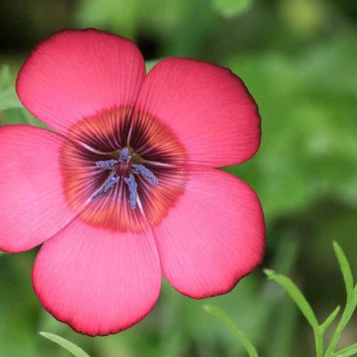 Linum Seeds - Scarlet Flax - Alliance of Native Seedkeepers - 4. All Herbs