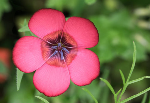 Linum Seeds - Scarlet Flax - Alliance of Native Seedkeepers - 4. All Herbs