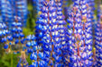 Lupine Seeds - Blue - Alliance of Native Seedkeepers - 3. All Flowers