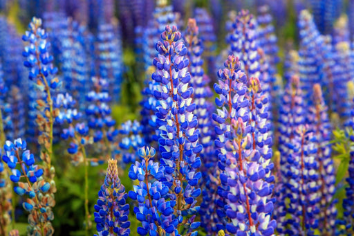 Lupine Seeds - Blue - Alliance of Native Seedkeepers - 3. All Flowers