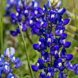 Dark Slate Gray Lupine Seeds - Texas Bluebonnet Alliance Of Native Seedkeepers Flower Seeds