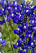 Lupinus Seeds - Texas Bluebonnet - Alliance of Native Seedkeepers - 3. All Flowers