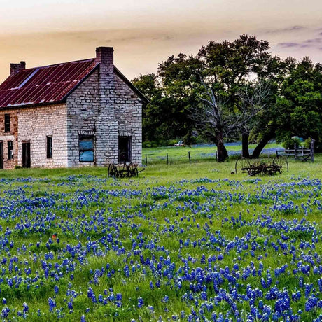 Dark Slate Gray Lupine Seeds - Texas Bluebonnet Alliance Of Native Seedkeepers Flower Seeds