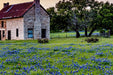 Lupinus Seeds - Texas Bluebonnet - Alliance of Native Seedkeepers - 3. All Flowers