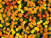 Marigold Seeds- Crackerjack Mixed - Alliance of Native Seedkeepers - 3. All Flowers