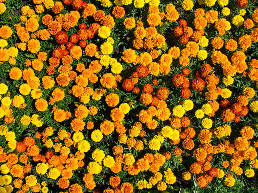 Marigold Seeds- Crackerjack Mixed - Alliance of Native Seedkeepers - 3. All Flowers