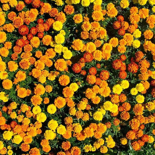 Marigold Seeds - Crackerjack Mixed Marigolds - Alliance of Native Seedkeepers - Flower Seeds