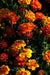 Marigold Seeds - Dwarf French Mixed - Alliance of Native Seedkeepers - 3. All Flowers