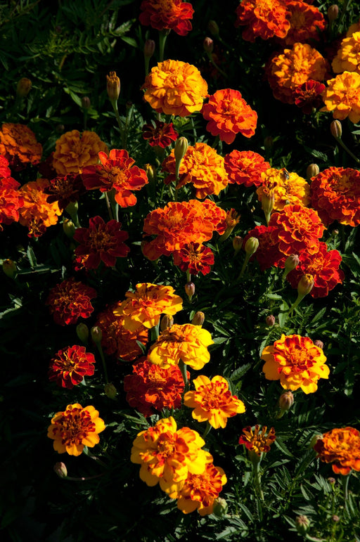 Marigold Seeds - Dwarf French Mixed - Alliance of Native Seedkeepers - 3. All Flowers