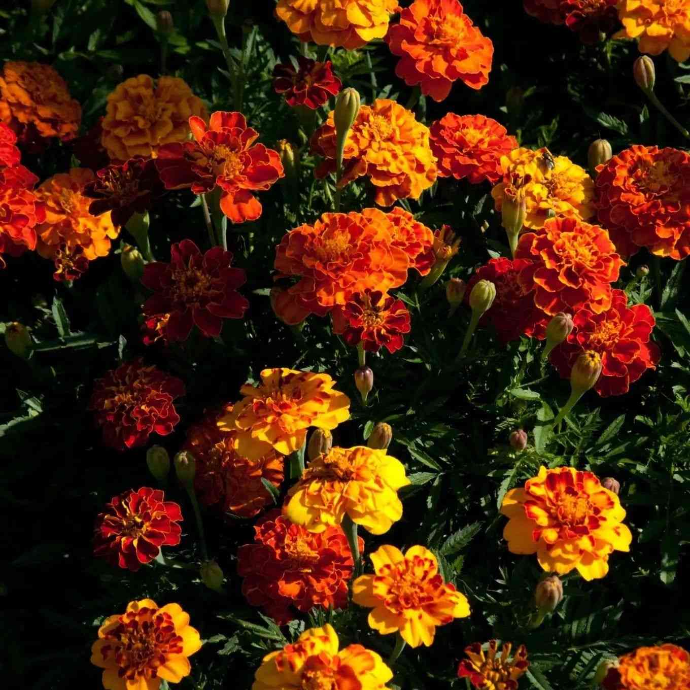 French Marigold 'Harmony' Flower Seeds - Fast-Growing, Vibrant Blooms