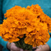 Marigold Seeds - Giant Orange - Alliance of Native Seedkeepers -