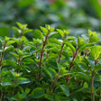Marjoram Seeds - Sweet Marjoram - Alliance of Native Seedkeepers - Herb Seeds