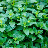 Mint Seeds - Lemon Balm - Alliance of Native Seedkeepers - Herb Seeds