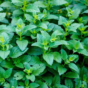 Mint Seeds - Lemon Balm - Alliance of Native Seedkeepers - Herb Seeds