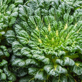 Dark Olive Green Mustard Seeds - Green Tatsoi Alliance Of Native Seedkeepers Vegetable Seeds