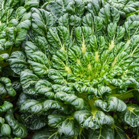 Dark Olive Green Mustard Seeds - Green Tatsoi Alliance Of Native Seedkeepers Vegetable Seeds