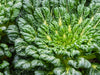 Mustard Seeds - Green Tatsoi - Alliance of Native Seedkeepers - Mustard
