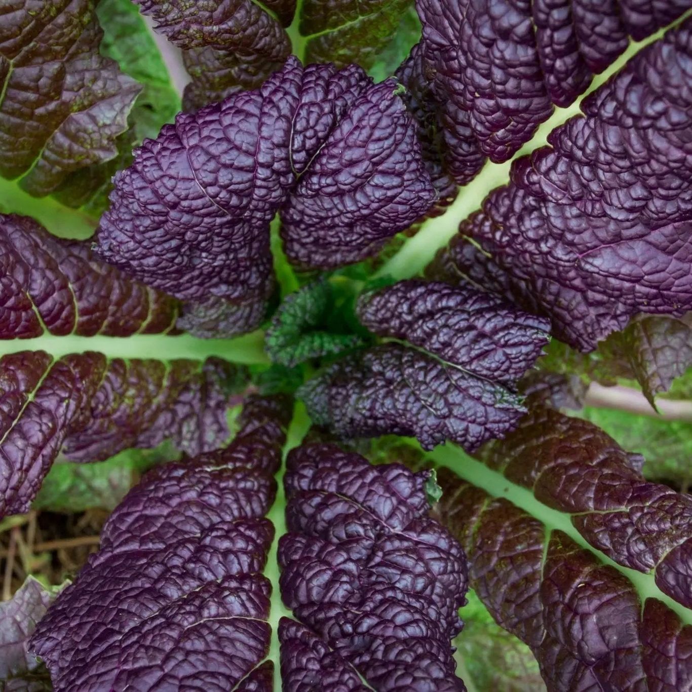 Mustard Seeds - Japanese Red Giant - Alliance of Native Seedkeepers - Vegetable Seeds